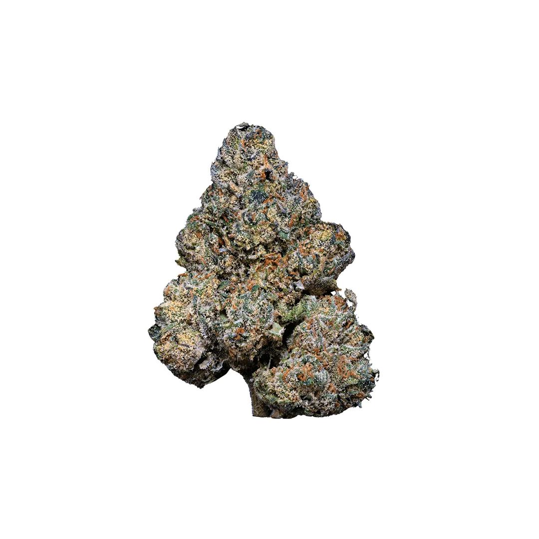 24/1 Amici GB Godberry