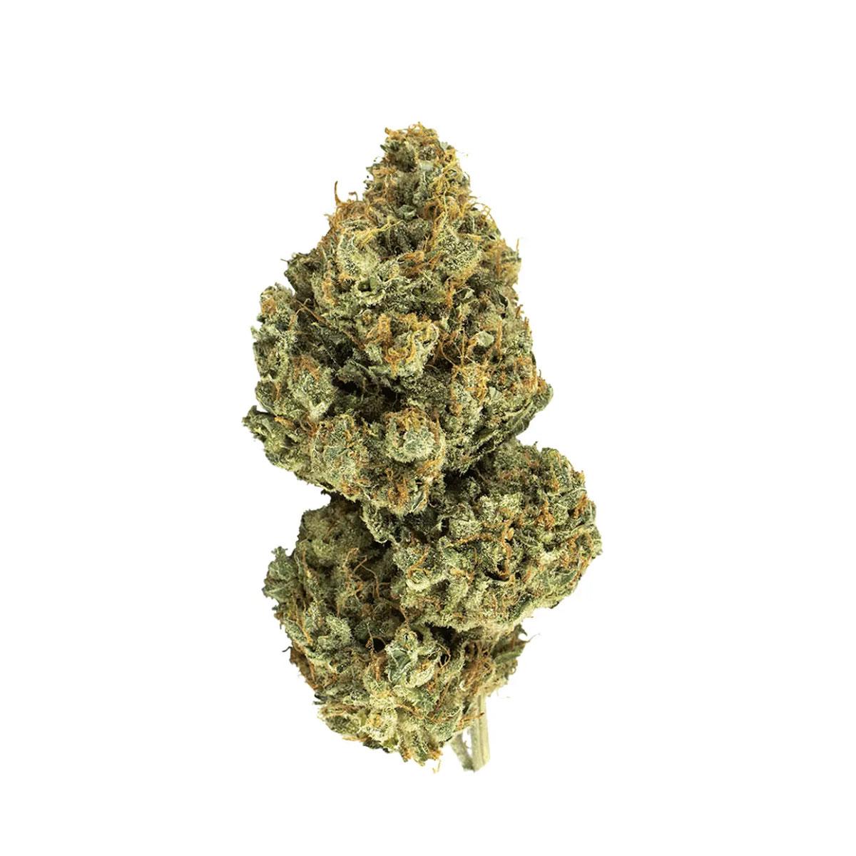 420 Evolution 25/1 CA BUL