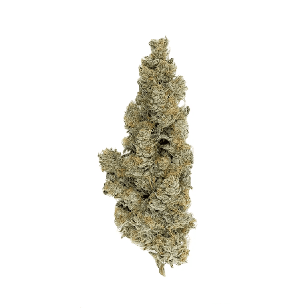 420 Evolution 27/1 CA ICC