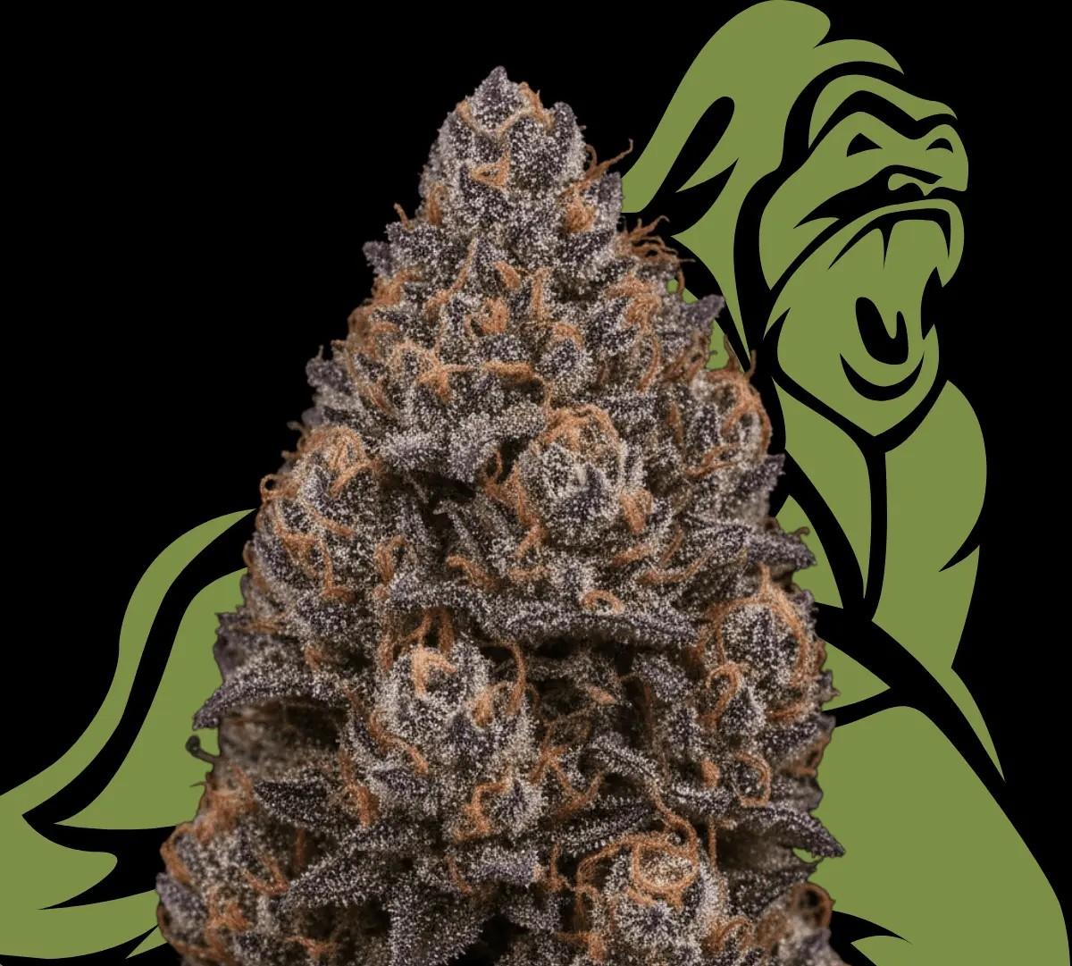 APEX CHY CA 26/1 Choc Monkey 