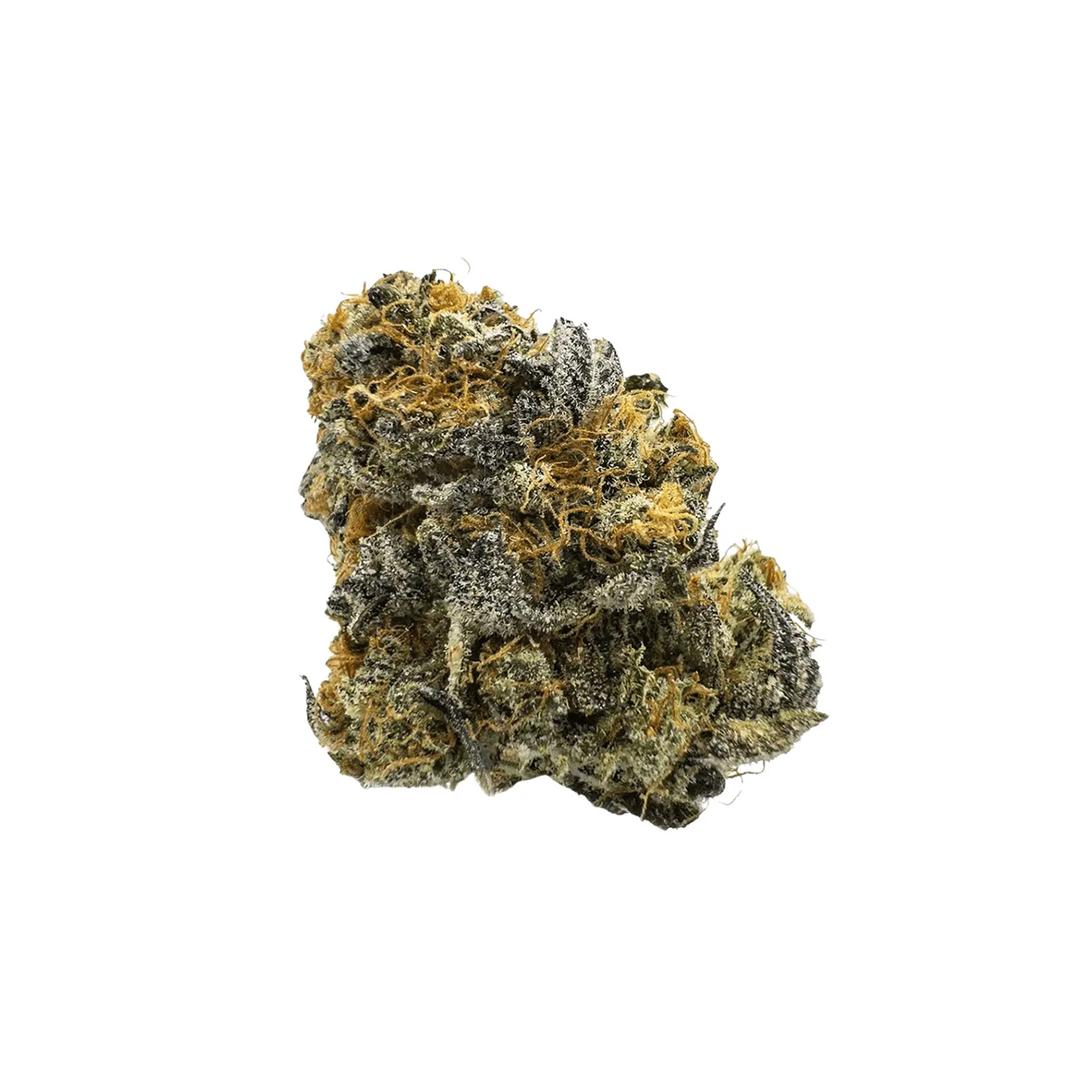 Barongo 24/1 CG