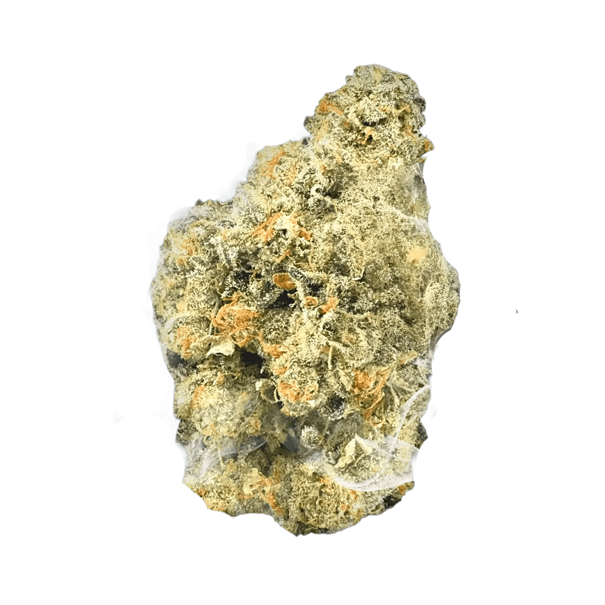Bathera 23/1 BZ Blue Z