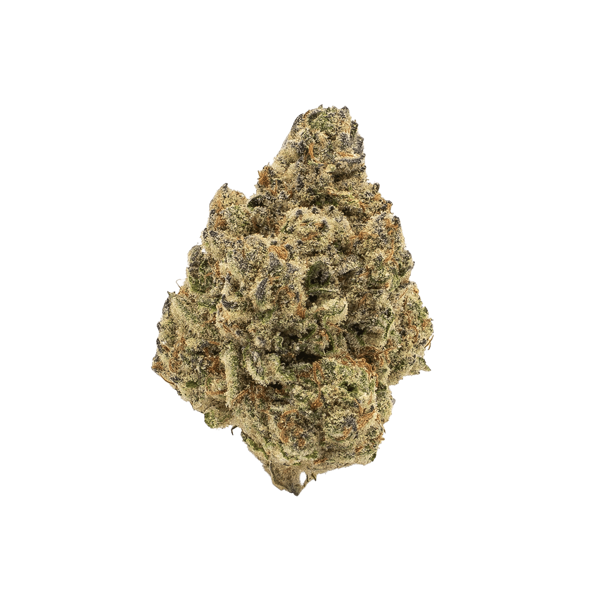 CANN JGN / 26