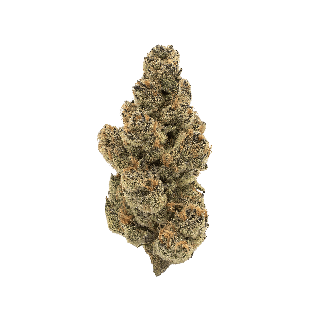 CANN SNL / 30