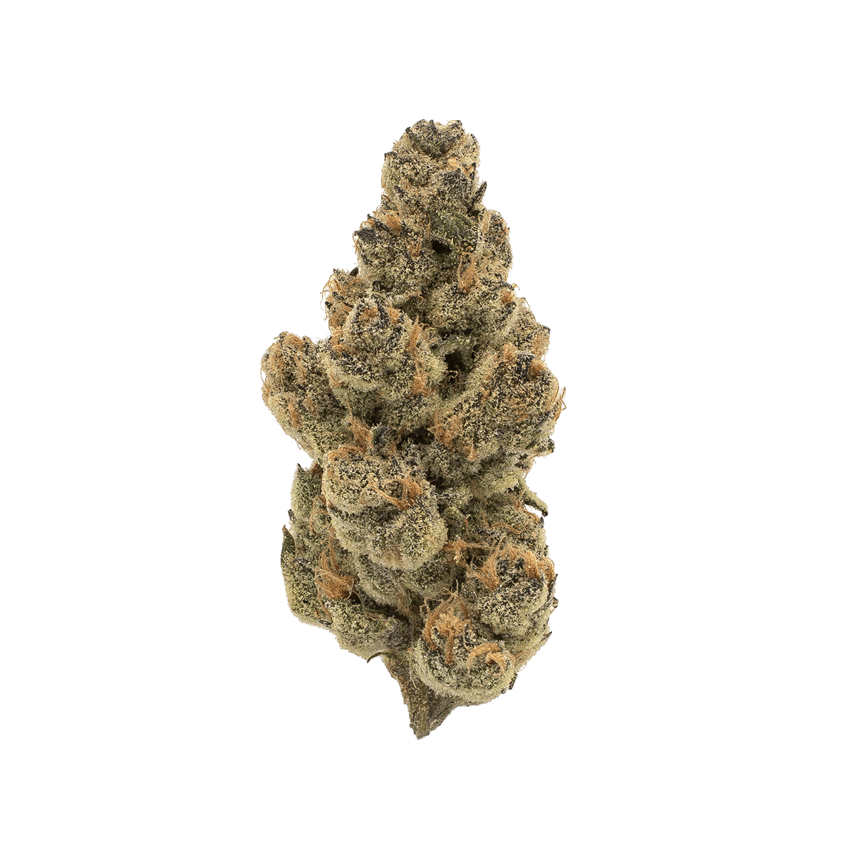 CANN SNL / 26