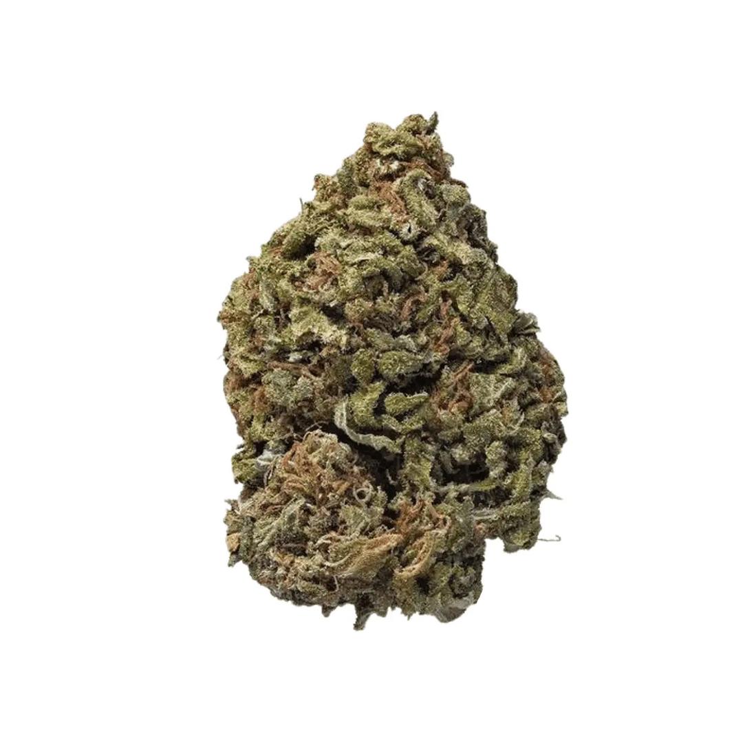 CM Indica light URY