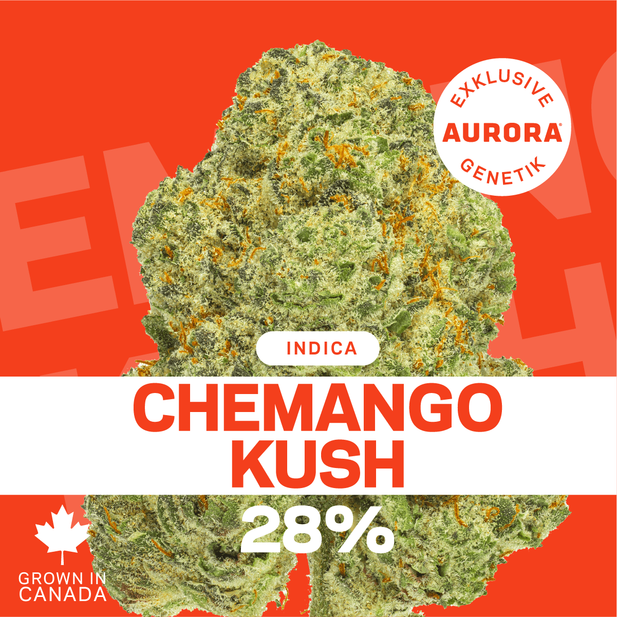 Pedanios 28/1 CMK-CA Chemango Kush