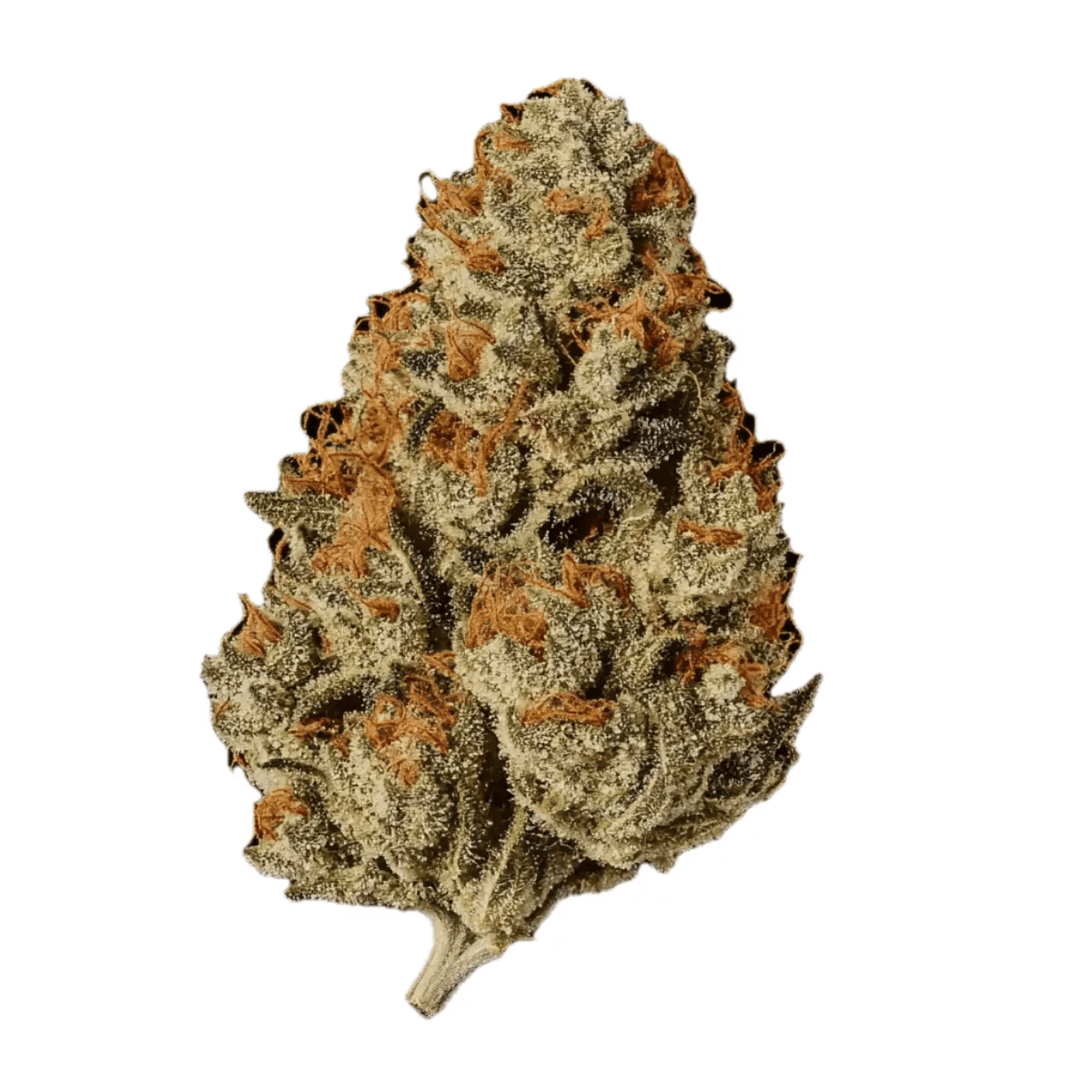 Cannamedical CM 28/1 OG Kush