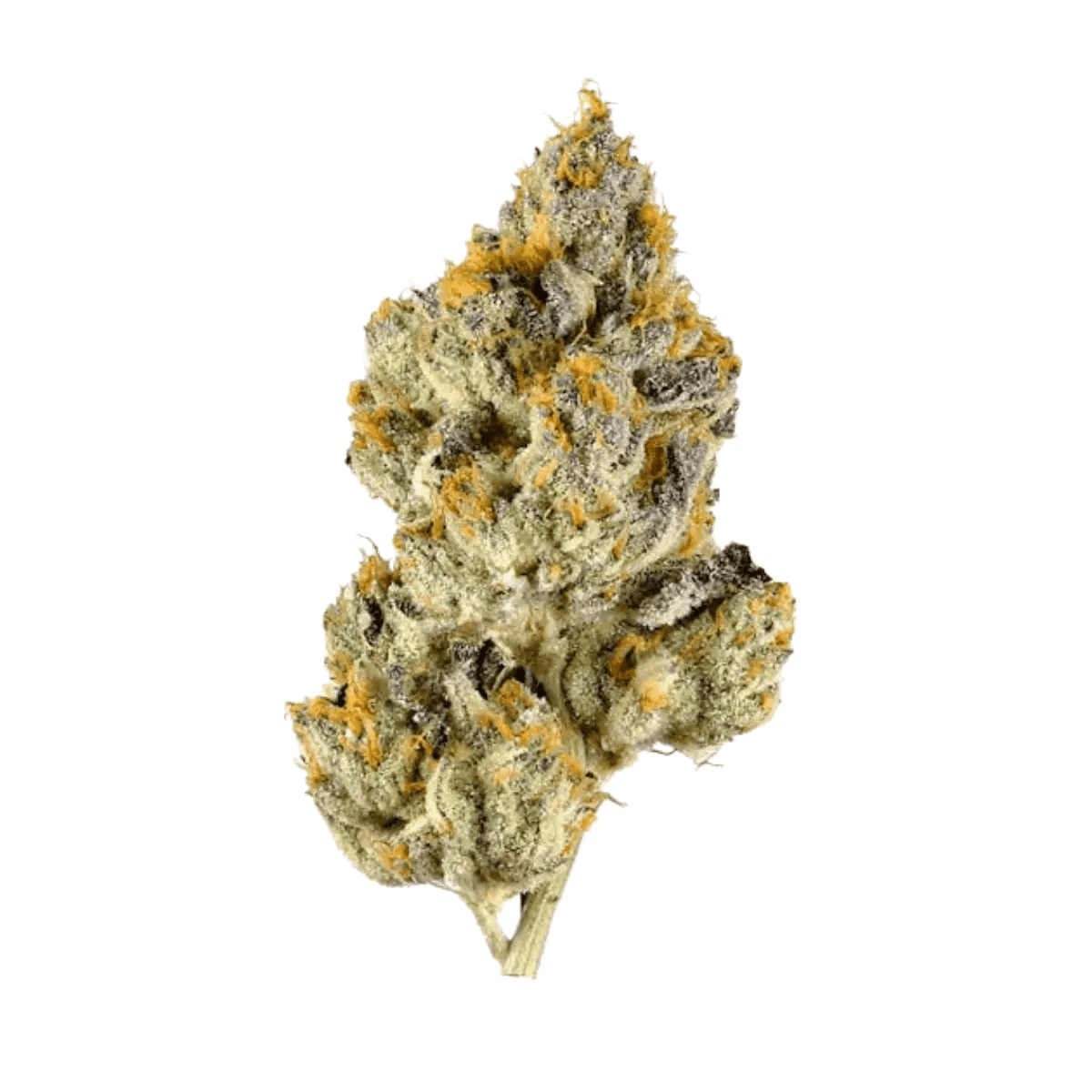 CzechOut 18/1 ORZ Oreoz