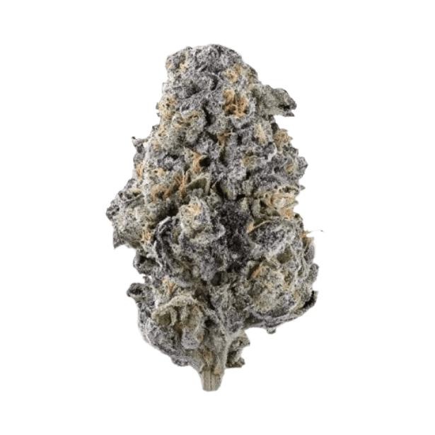 DrWatson 31 AM AUS Alien Mint