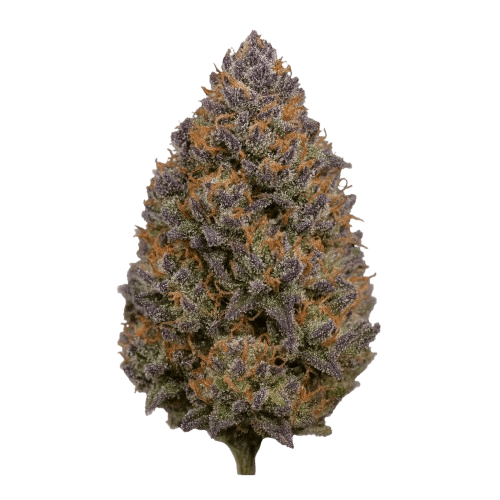 APEX GOA-PT-26 Governmint Oasis