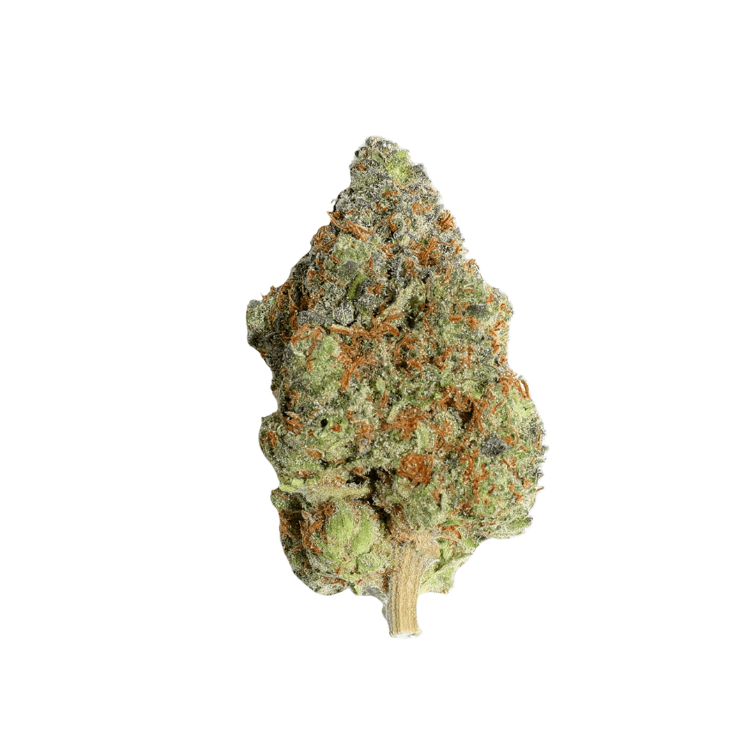 Tropical THC24