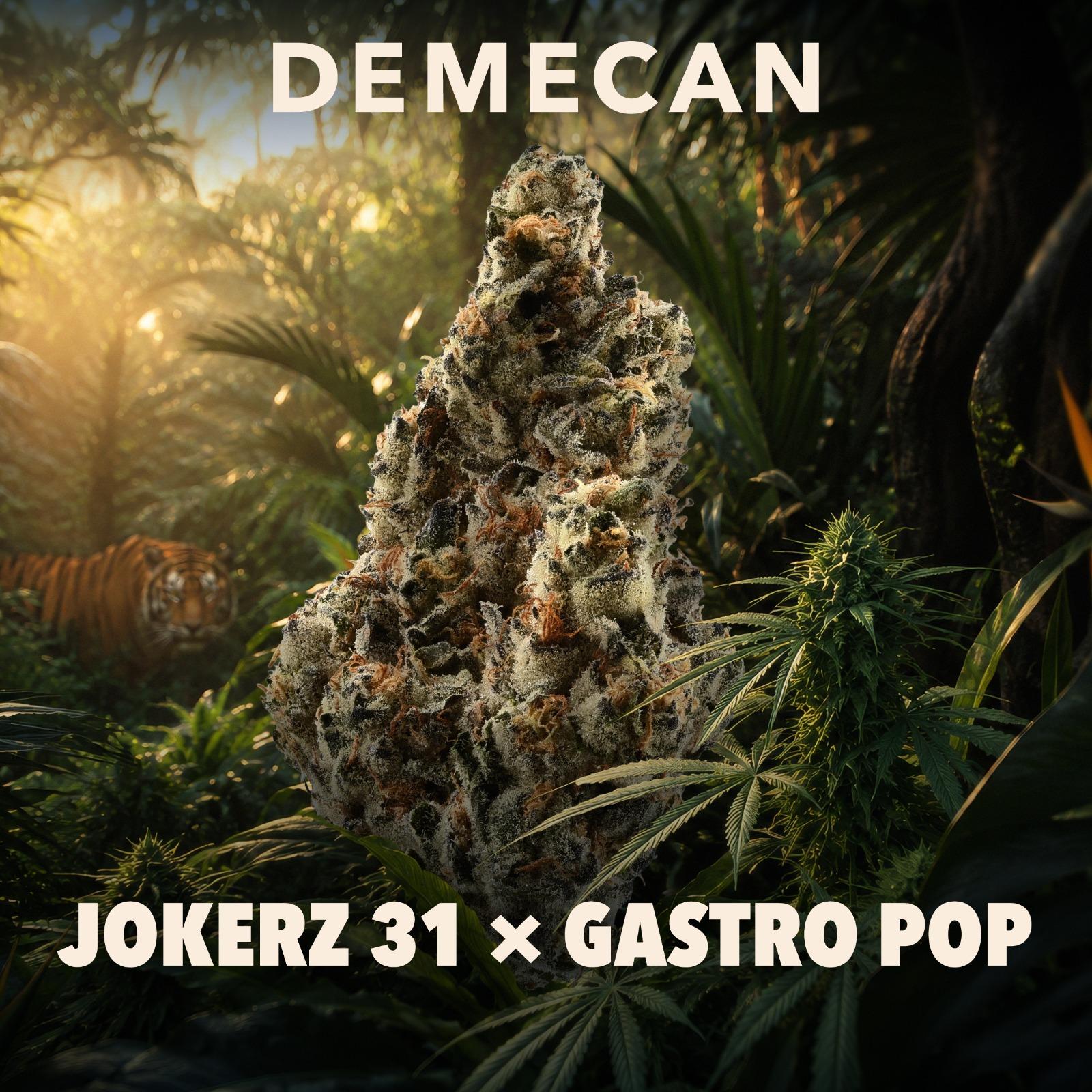 Demecan Craft Tigerz Eye 31/1 Jokerz 31 x Gastro Pop