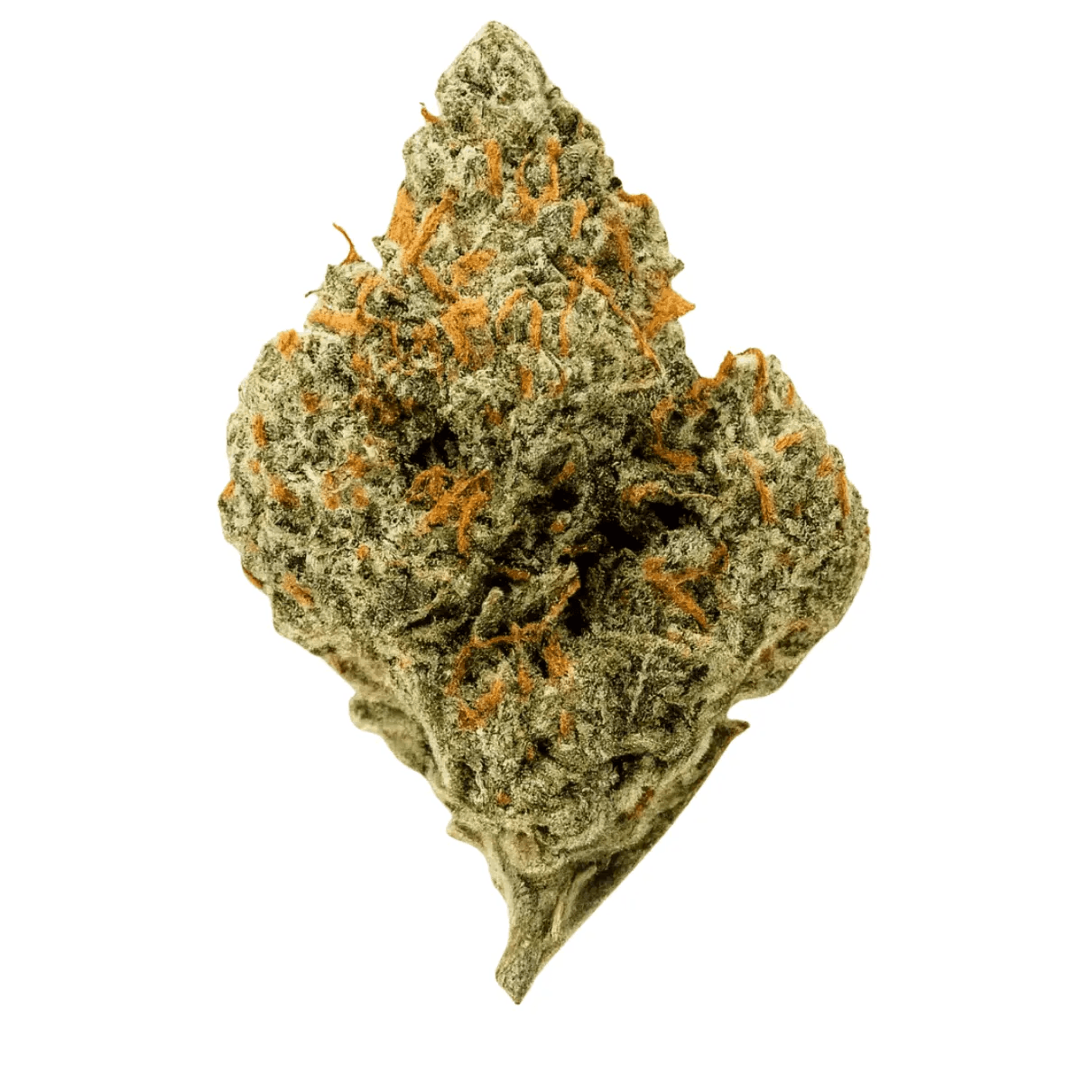 Luana Kush 20/1 Hippie Kush