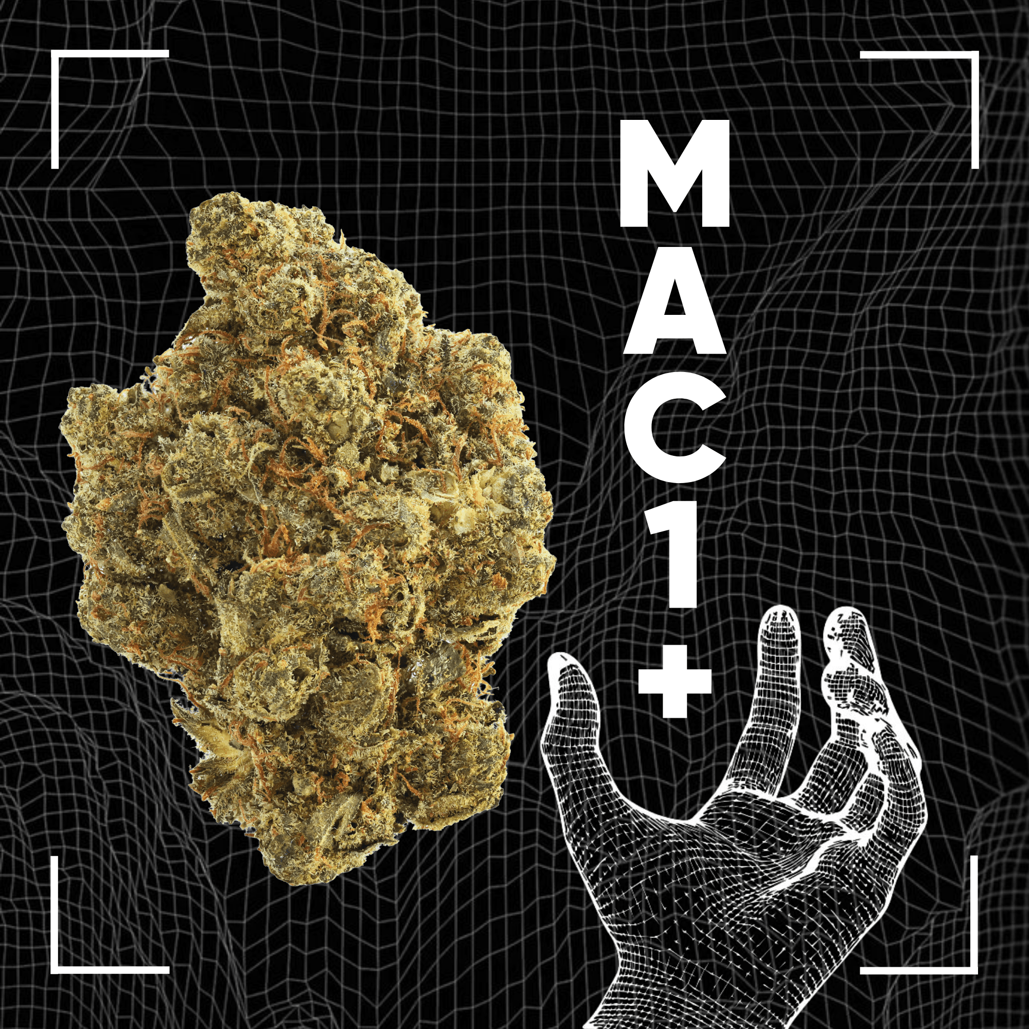 Cantourage MAC 1+