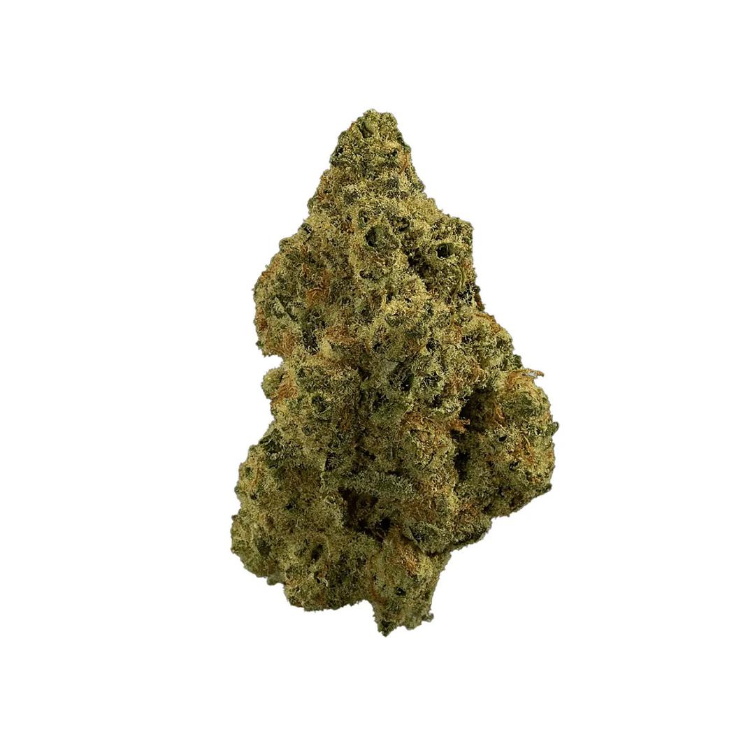 Madrecan 21/1 GDY