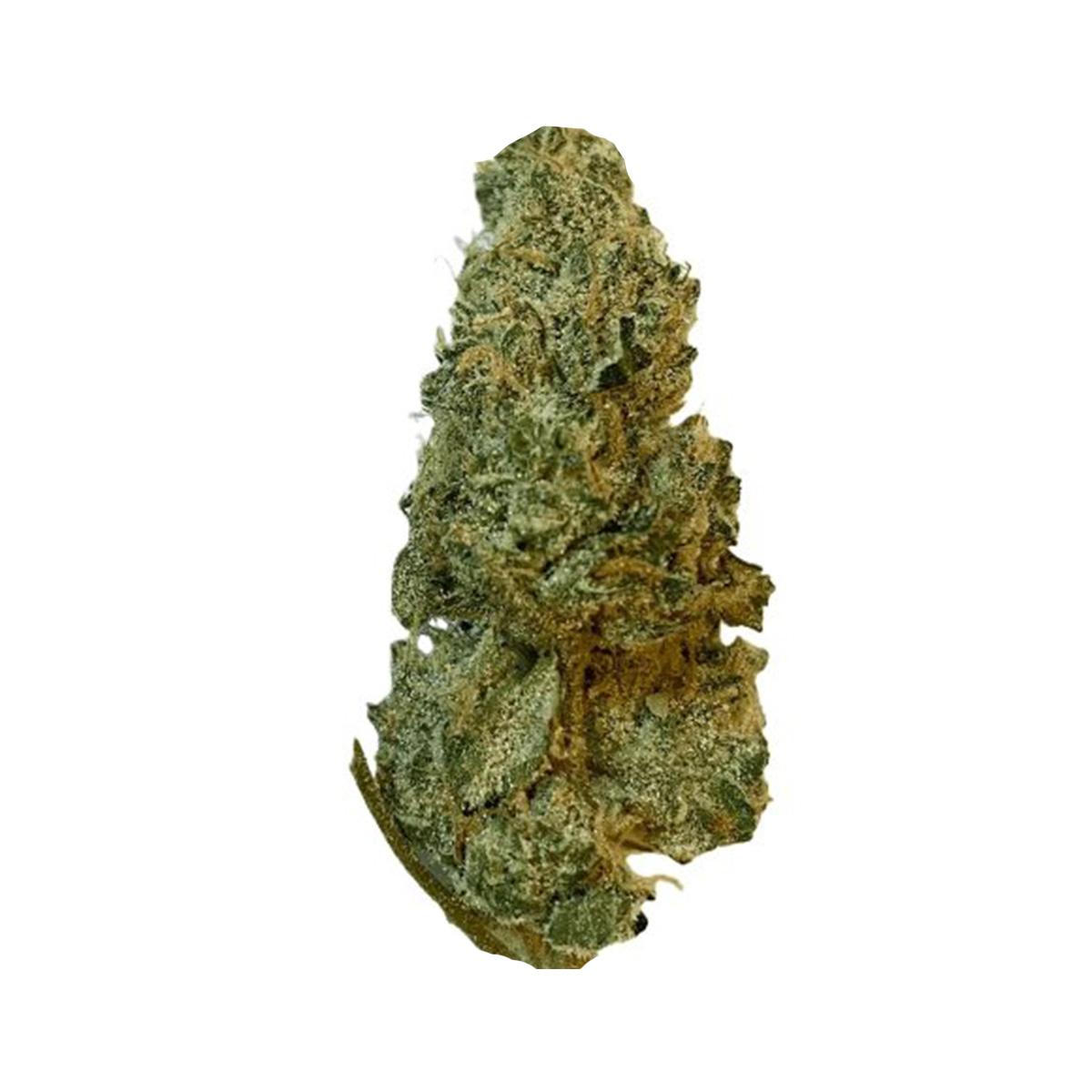 Medicus 27/1 EZA GMO