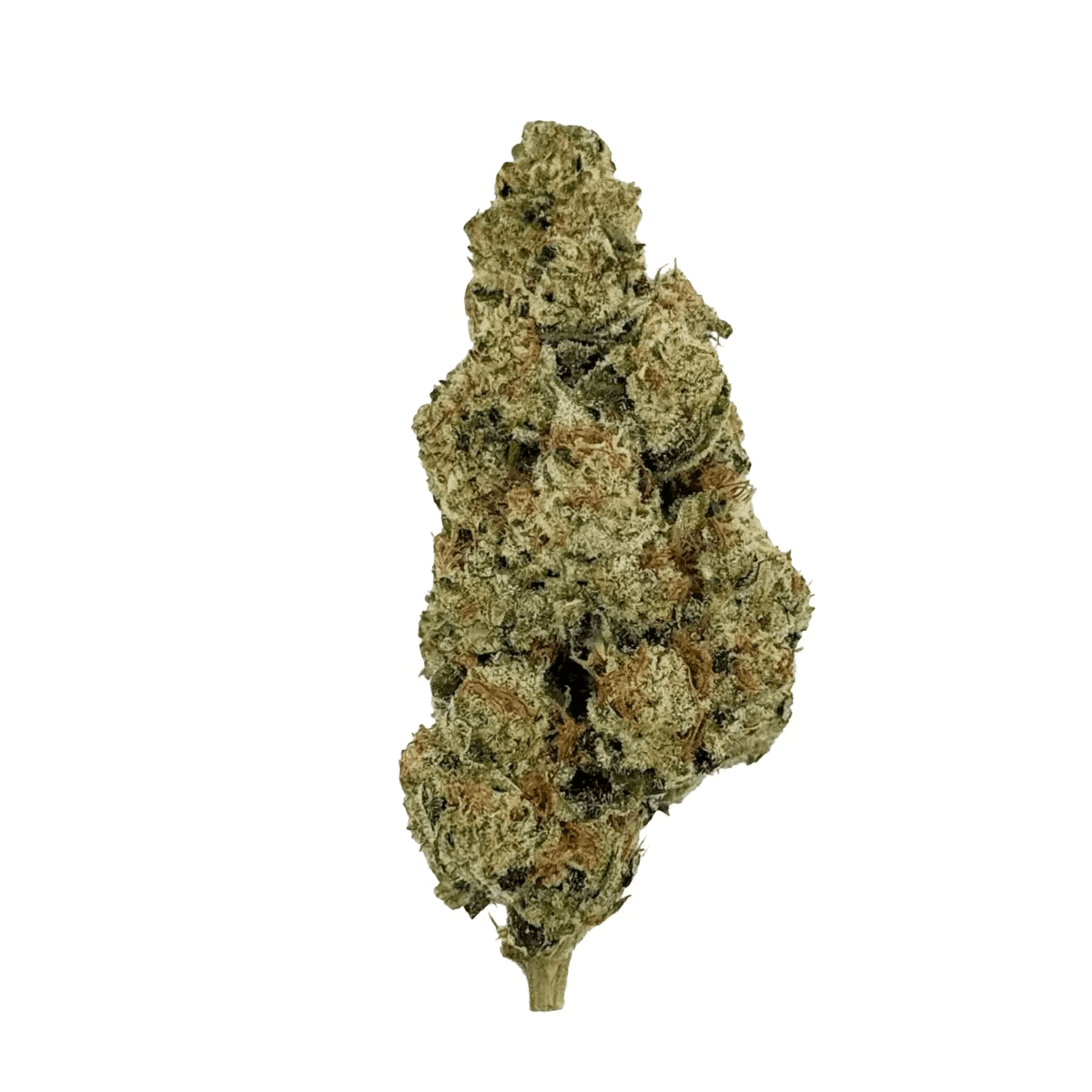 NICE 26/1 LED Legendary Larry