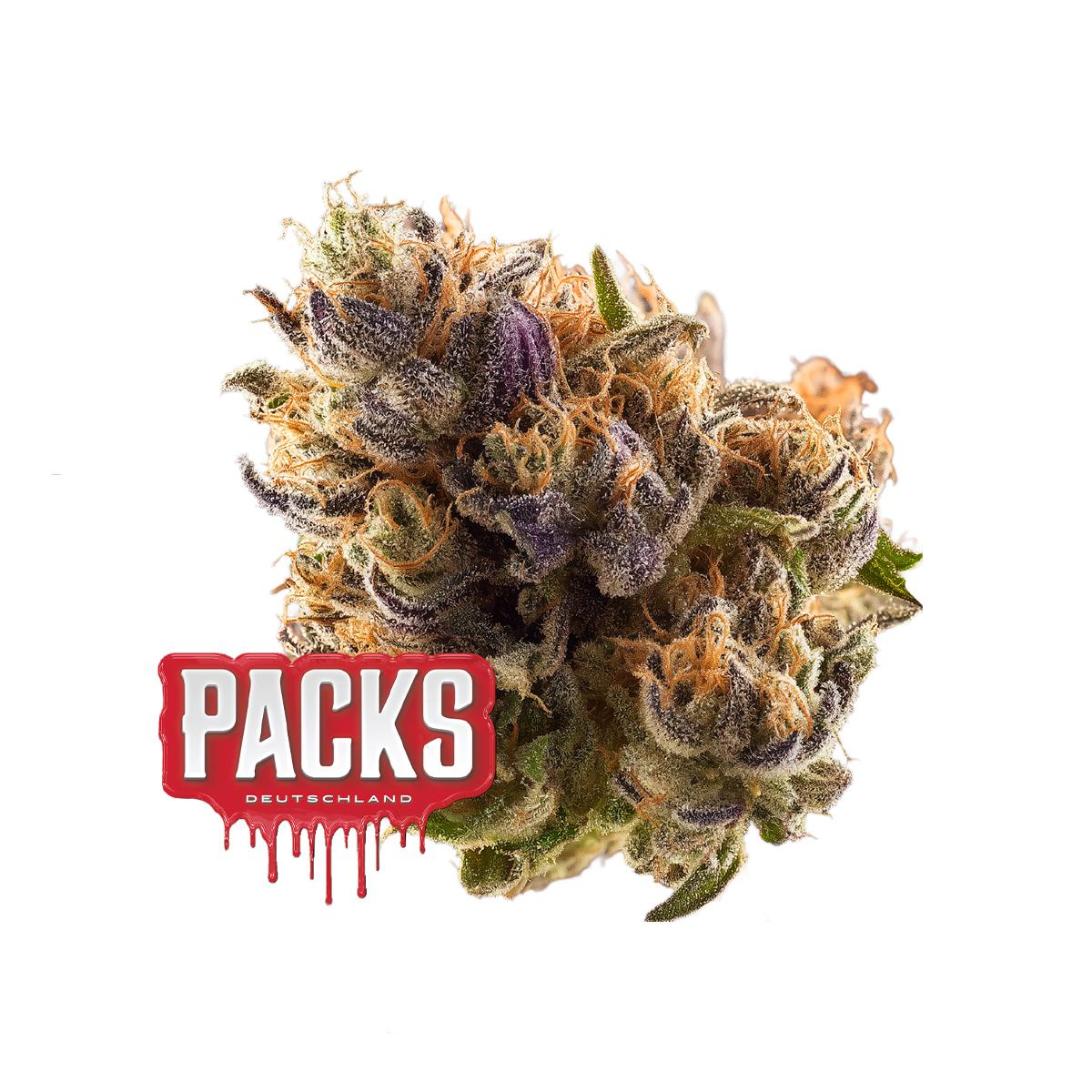 Packs Jet Lag / 22