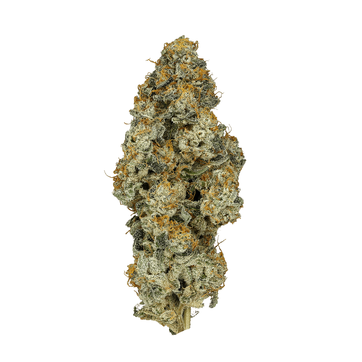 30/1 IUVO OC Platinum Oranges