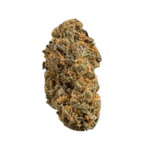 Remexian 30/1 PRT MTP Mokum's Tulip