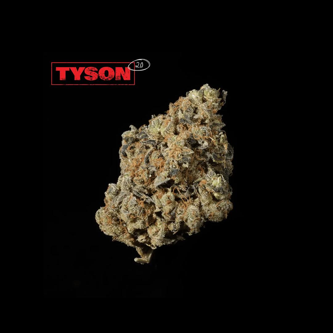 TYSON 2.0 24/1