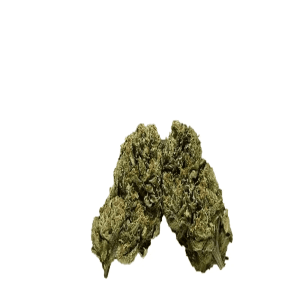 ZOIKS 18/1 AZZ Azzai