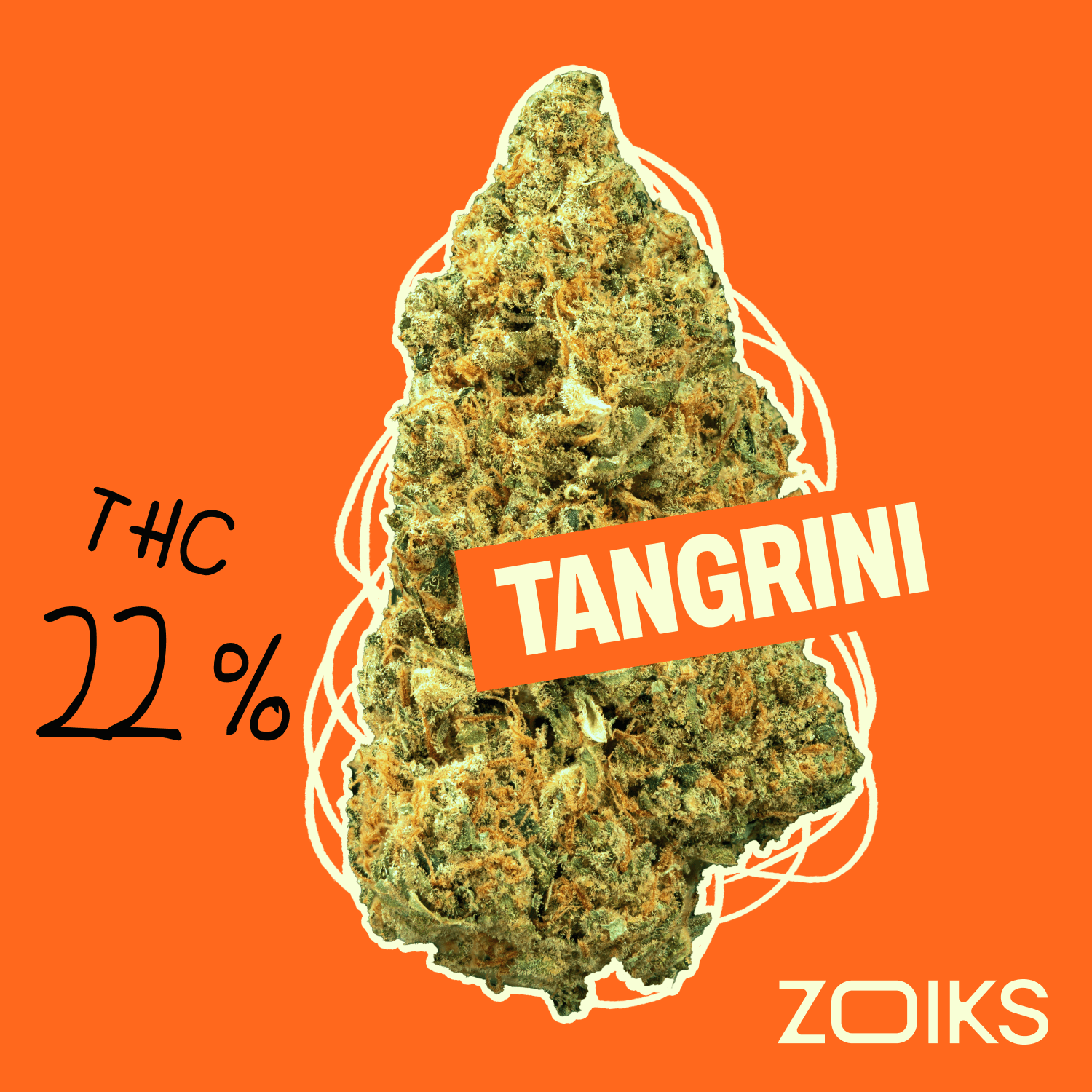 ZOIKS 22/1 TG - Tangrini