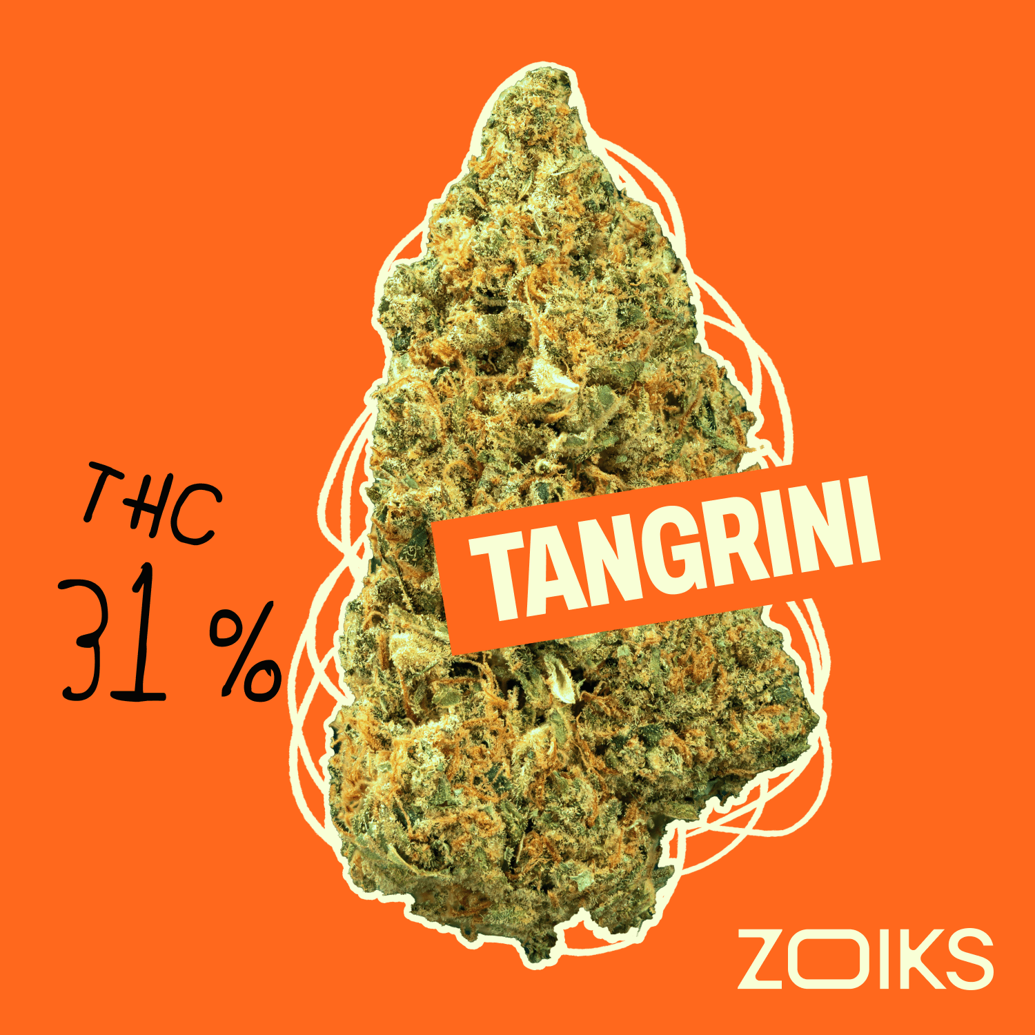 ZOIKS 31/1 TG Tangrini