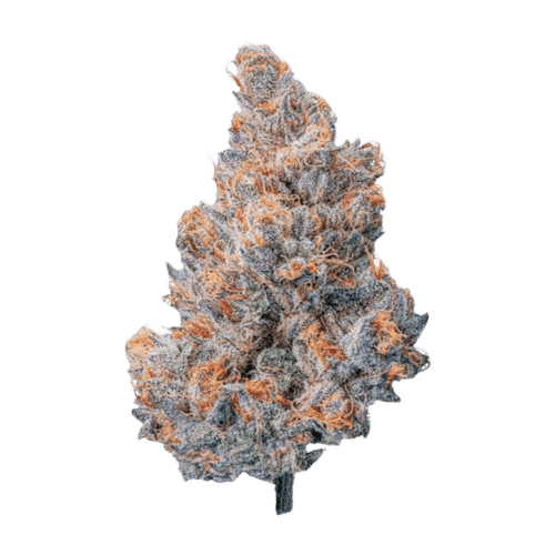 Hi Society WH 28/1 Wedding Haze