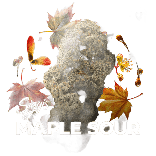 Siggis Feature No. 1 22:01 Siggis Maple Sour