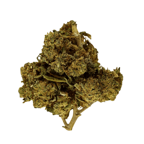 NOC AS 25 ARG Amnesia kush x Sherbet Shocker