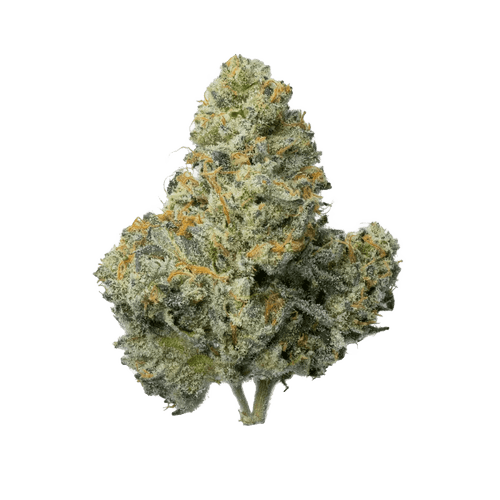 PHENO 18/1 WRZ Wild Rntz