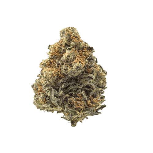 Canify 27/1 CSF Bunatic DP
