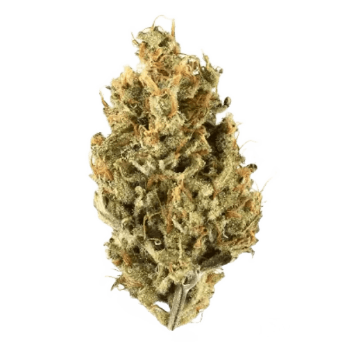 NICE 29/1 COG Cookies OG