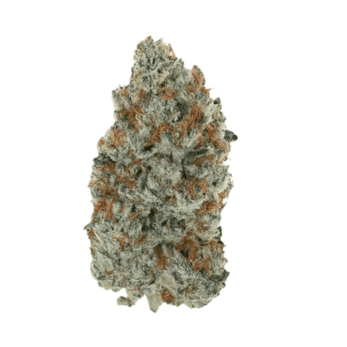 PHENO 22/1 IZD Inzane Diesel