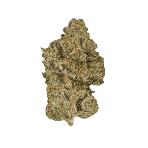 Bud-Jet 21/1 SUS Sunset Sherbet