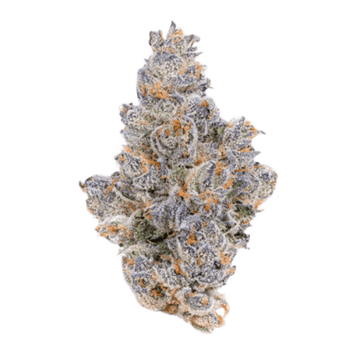 LOT 420 LEM Lemonatti
