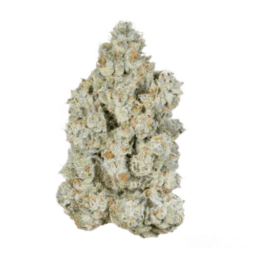 ZOIKS 26/1 ALM Alienmax