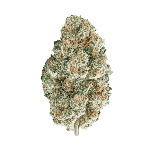 BLAYZ 22/1 KK King's Kush