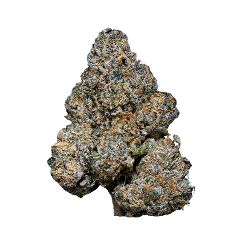 33/1 Amici GB Godberry