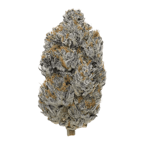 Luana 20/1 MOB Mango Sherb