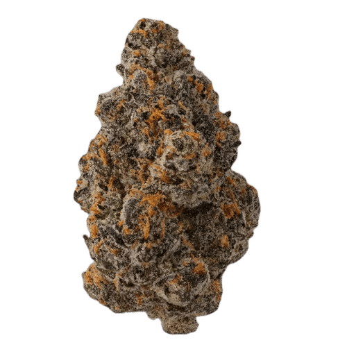 Hollymood 25/1 G41 Gelato 41