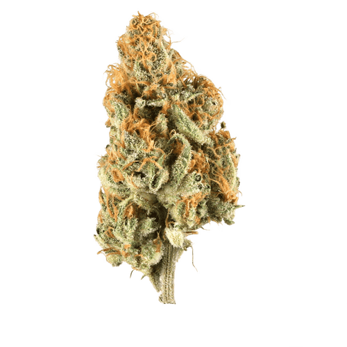 Eufloria 30/1 LBA LA Baker