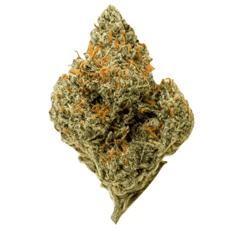 Luana Kush 28/1 Hippie Kush