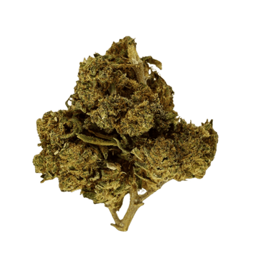 NOC AO 20 ARG Amnesia kush x Sherbet Shocker vs Orange Cookie Kush x Free World Chem