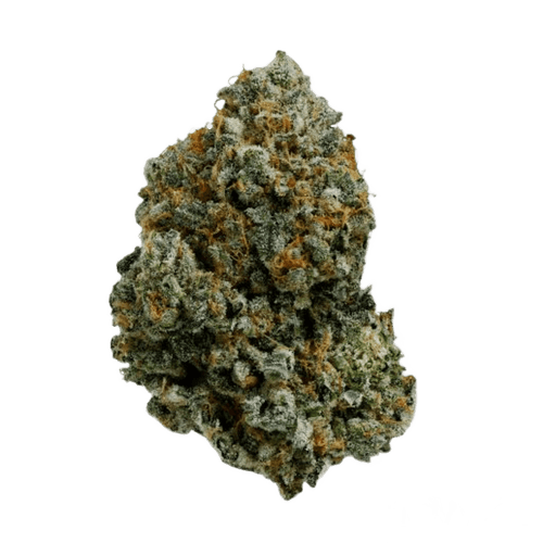 Island Genetics LMHD 27/1 Lime Heads