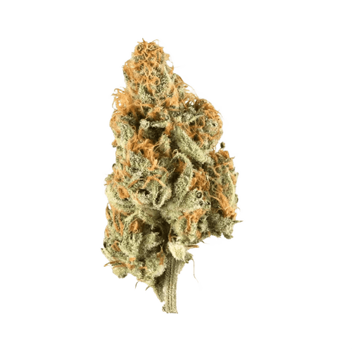 Demecan GT Regular Drop 25/1 Citron Cookies x Biker Kush