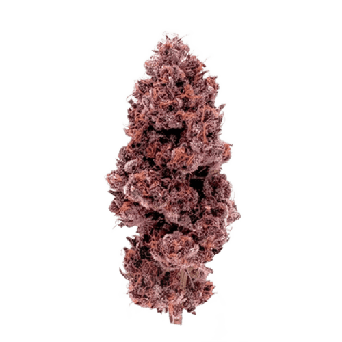 Huala 30/1 CA DBC Durban Cherry