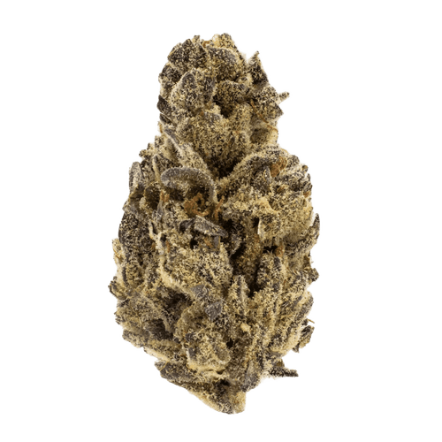 PHENO 22/1 WGT White Gelato